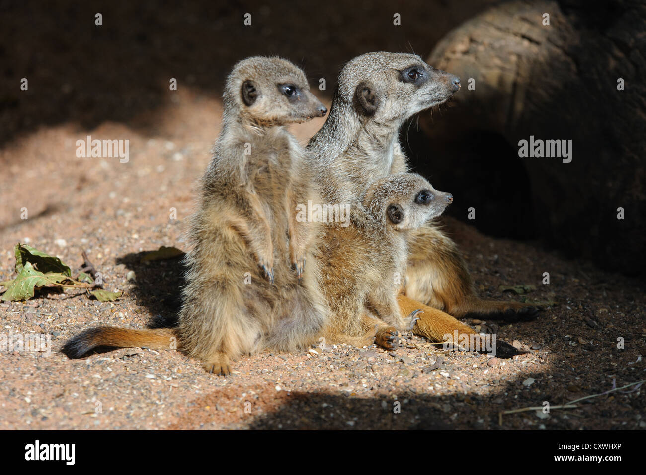3 Erdmännchen stehen gemeinsam auf der Suche zur Seite. Stockfoto