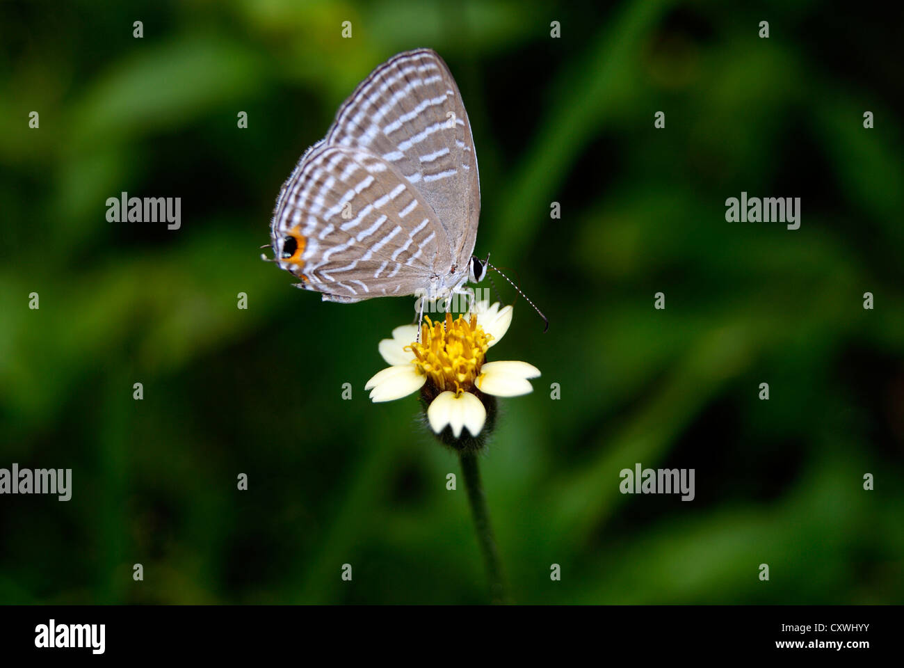 Gemeinsamen himmelblauen Schmetterling auf Blüte in Kerala in Indien Stockfoto