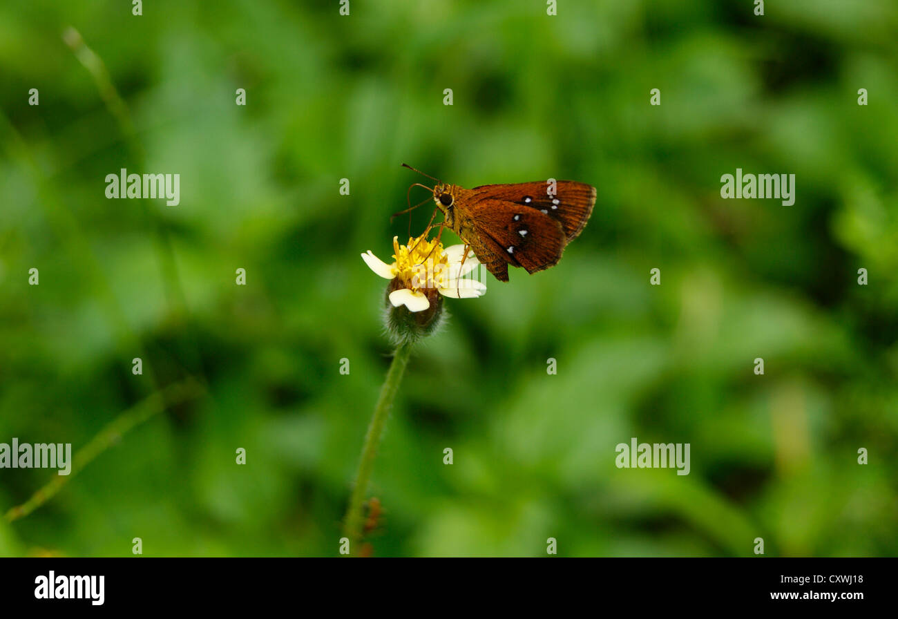 Kastanien Bob Butterfly saugen Honig von Shaggy Soldat Blume (Galinsoga Quadriradiata) am Western Ghats, Süd-Indien Stockfoto