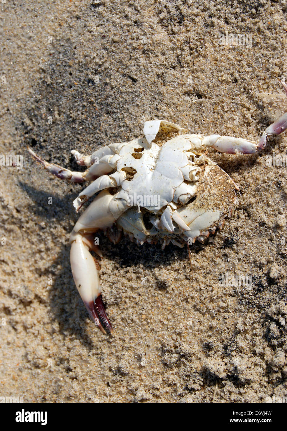 Verbleibende einer toten Krabbe ließ sich auf das Meer Küste von Kerala, Indien Stockfoto