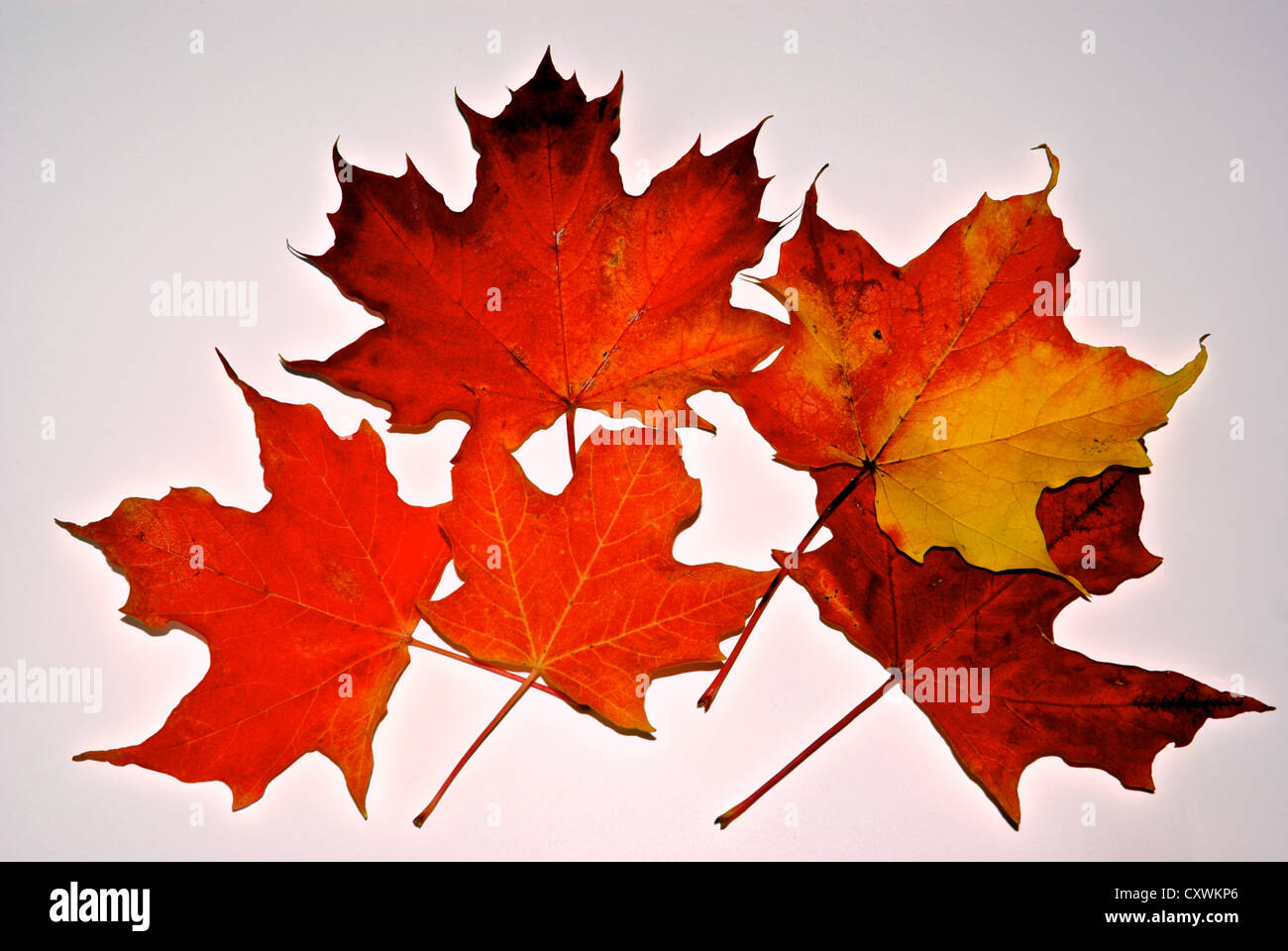 Lebendige Ahornblätter rot orange gelb Herbst Symbol von Kanada Stockfoto