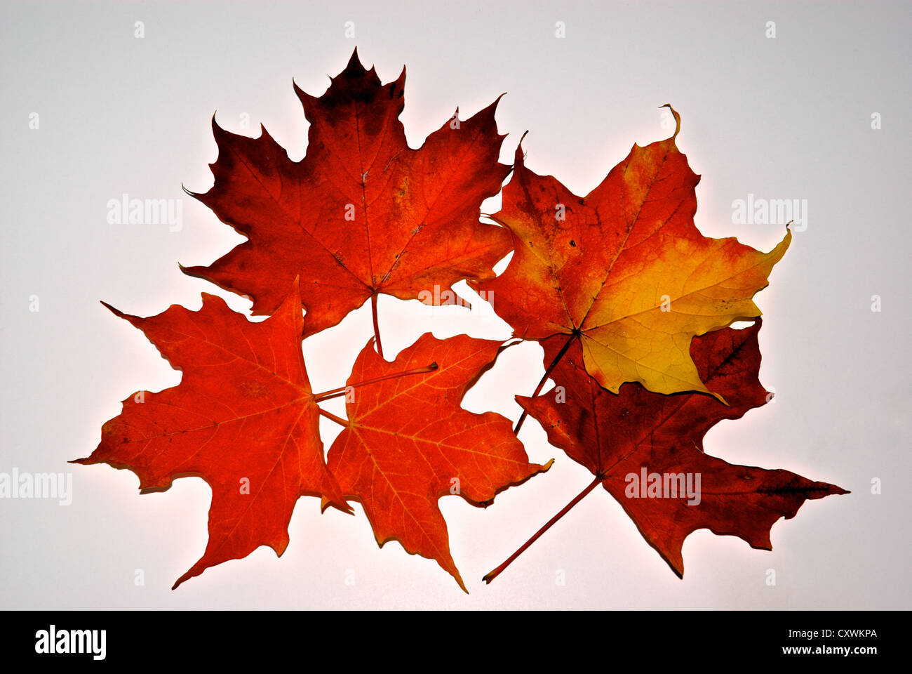 Lebendige Ahornblätter rot orange gelb Herbst Symbol von Kanada Stockfoto