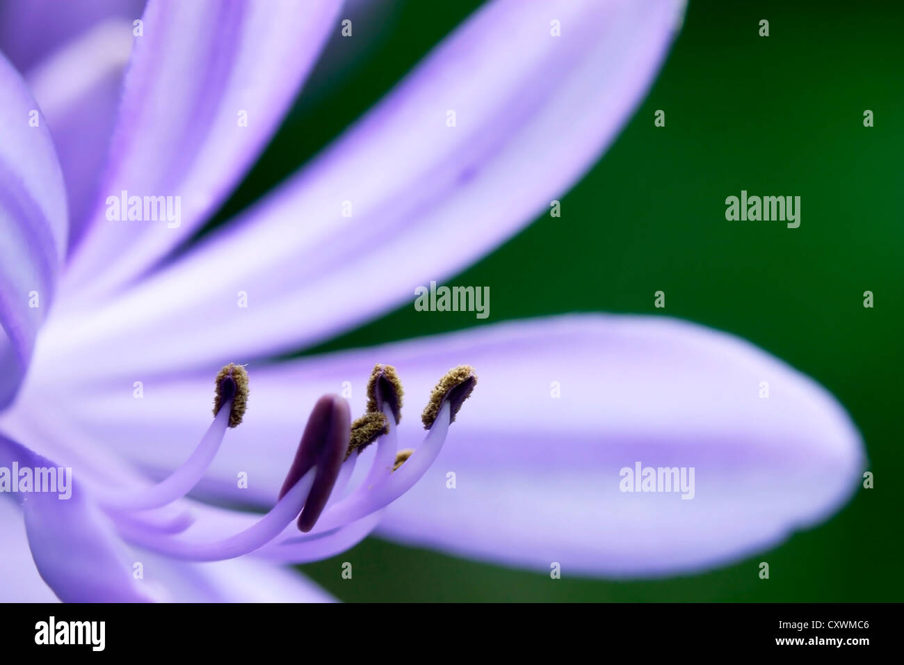Angiospermen und Gymnospermen Lilie Blume Stockfoto