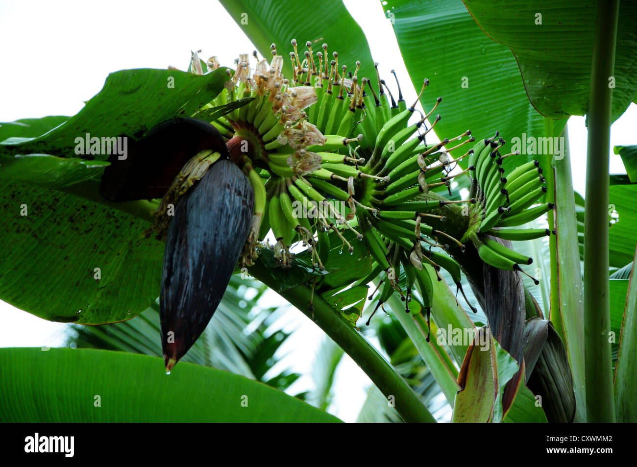 Oben auf der Bananenpflanze blühende Bühne Stockfoto