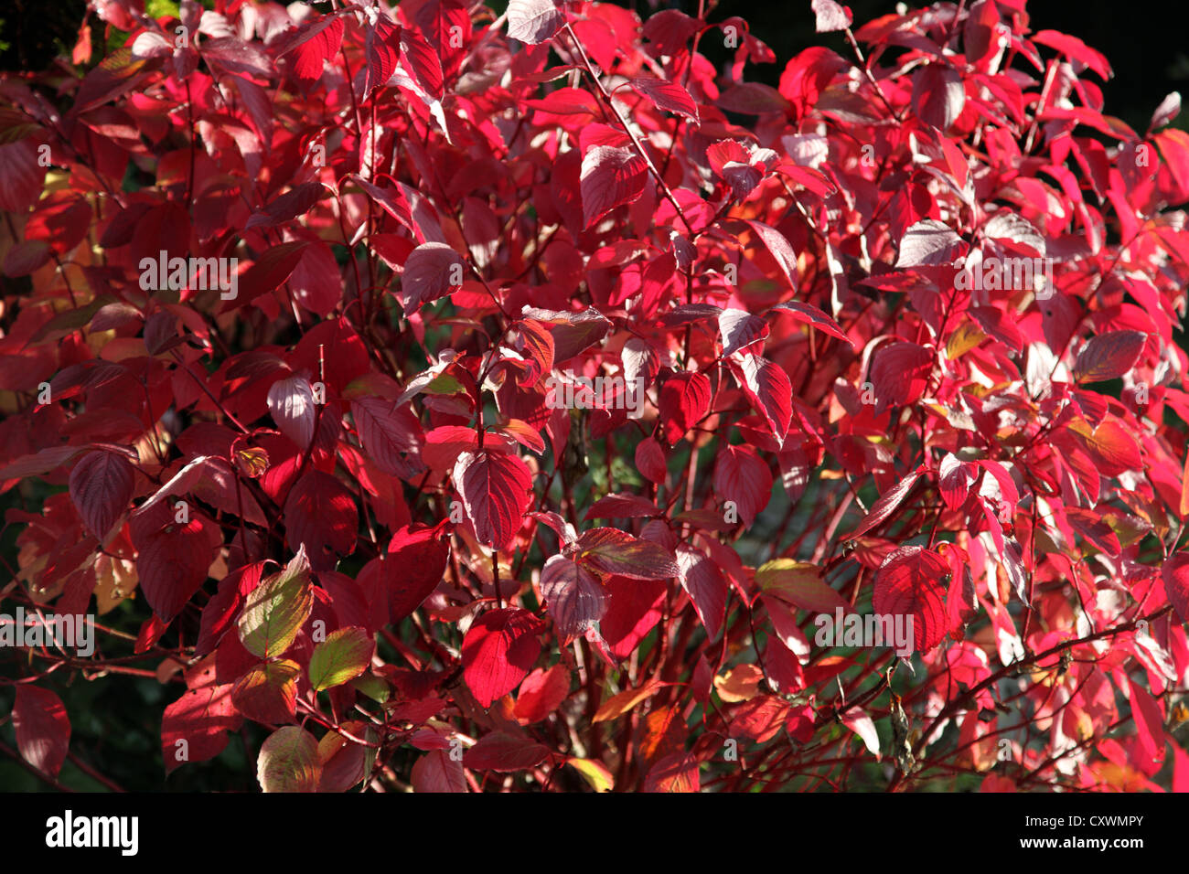 Herbstlaub von Cornus Alba Sibirica, Strauch in einem irischen Garten Stockfoto