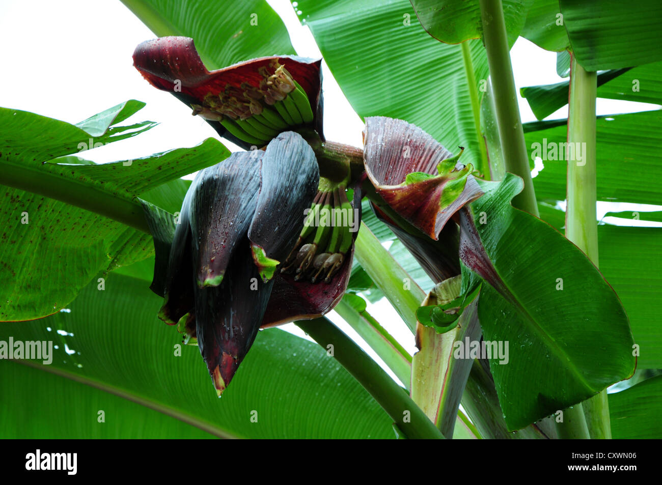 Oben auf der Bananenpflanze blühende Bühne Stockfoto