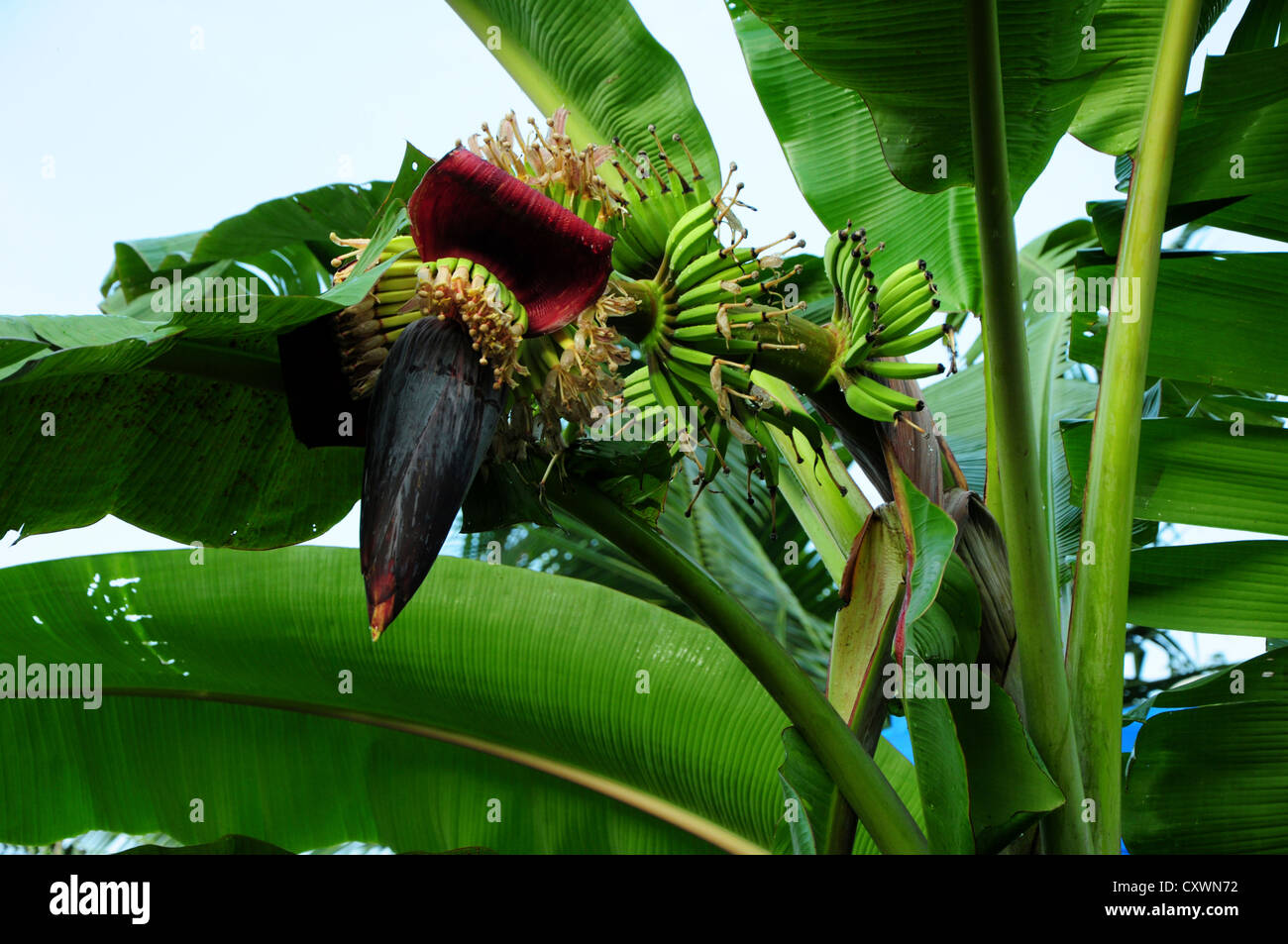 Oben auf der Bananenpflanze blühende Bühne Stockfoto