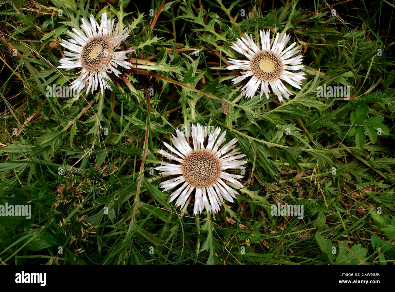 geschützte Blume Stockfoto