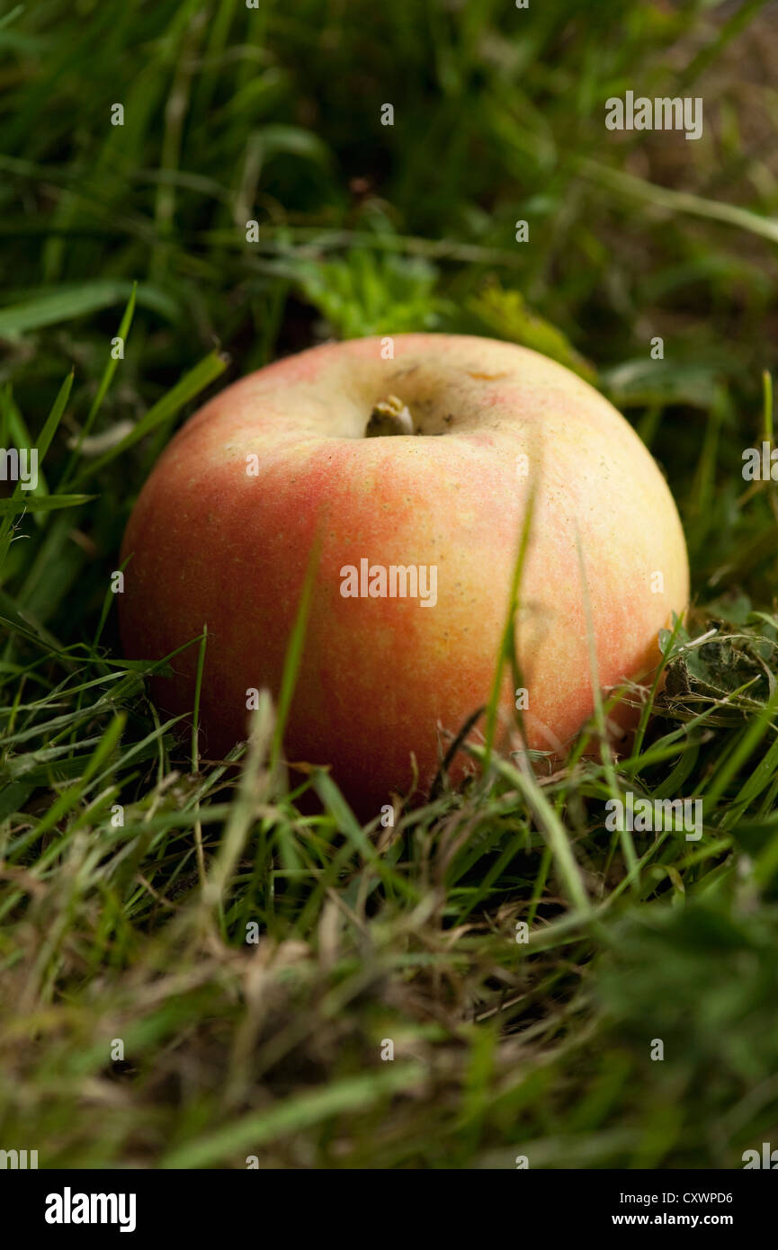 Nahaufnahme des Apfels in Rasen Stockfoto