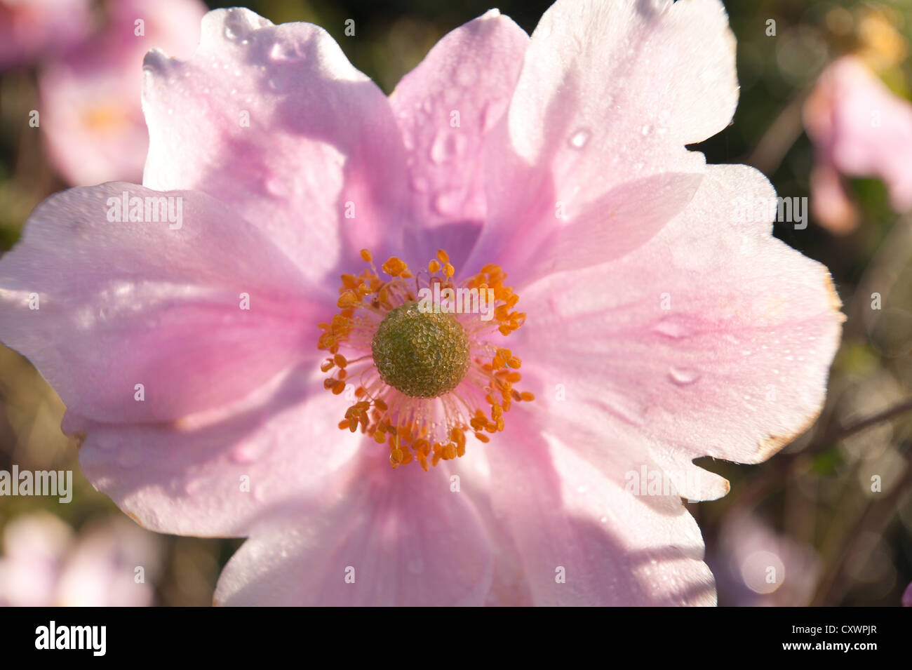 Japanische Anemone Anemone Hupehensis reifen Pflanzen an sonnigen Tag genannt Stockfoto