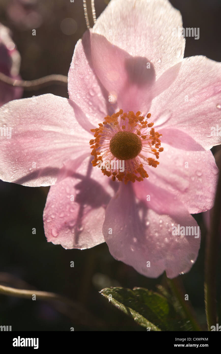 Japanische Anemone Anemone Hupehensis reifen Pflanzen an sonnigen Tag genannt Stockfoto