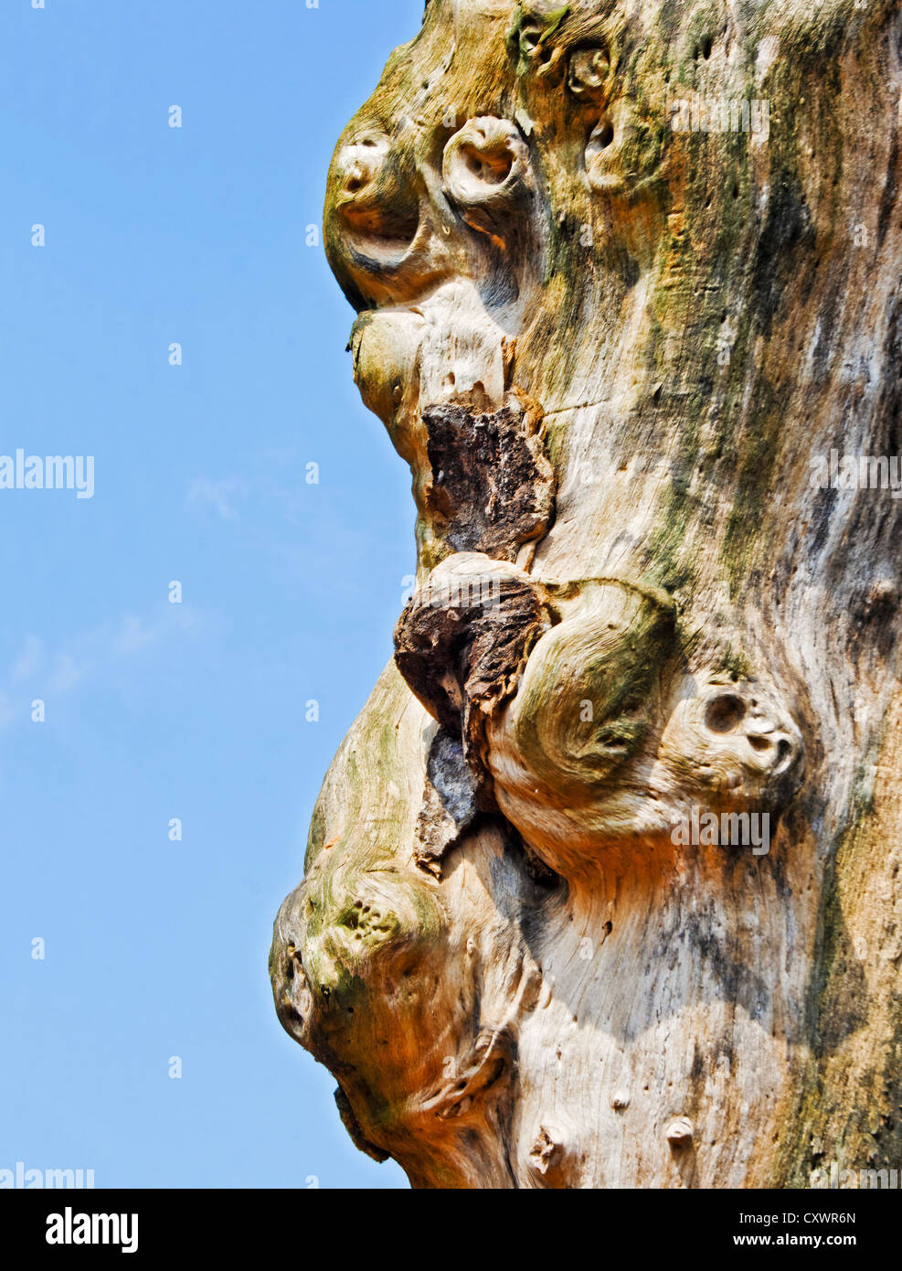 Gesichter in einem Baum ohne jede Rinde, zentrale Naturen Geschenk ist, was scheint, ein Affe sein. Lage von Schuss Madhya Pradesh, Indien Stockfoto