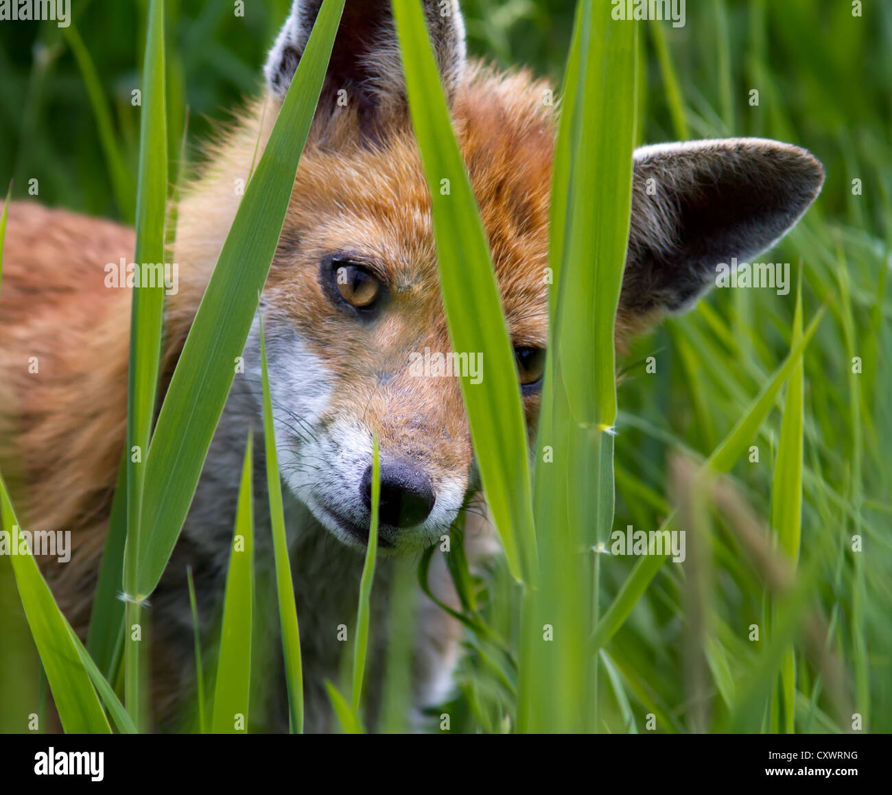 Fox Cub spähte durch lange Rasen Stockfoto Fox Cub spähte durch lange Rasen Stockfoto