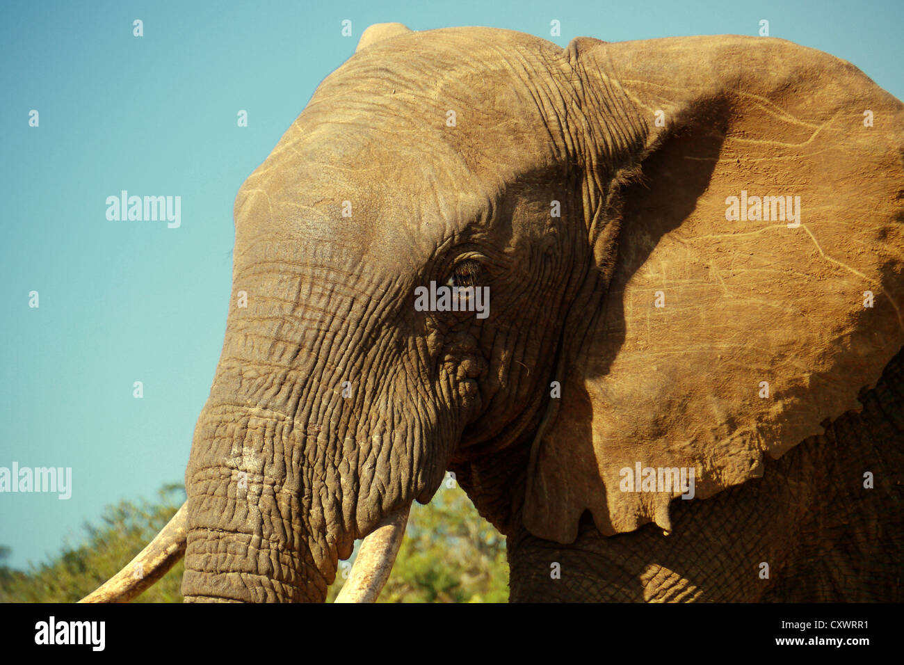Männliche Elefanten mit langen Stoßzähnen Stockfoto