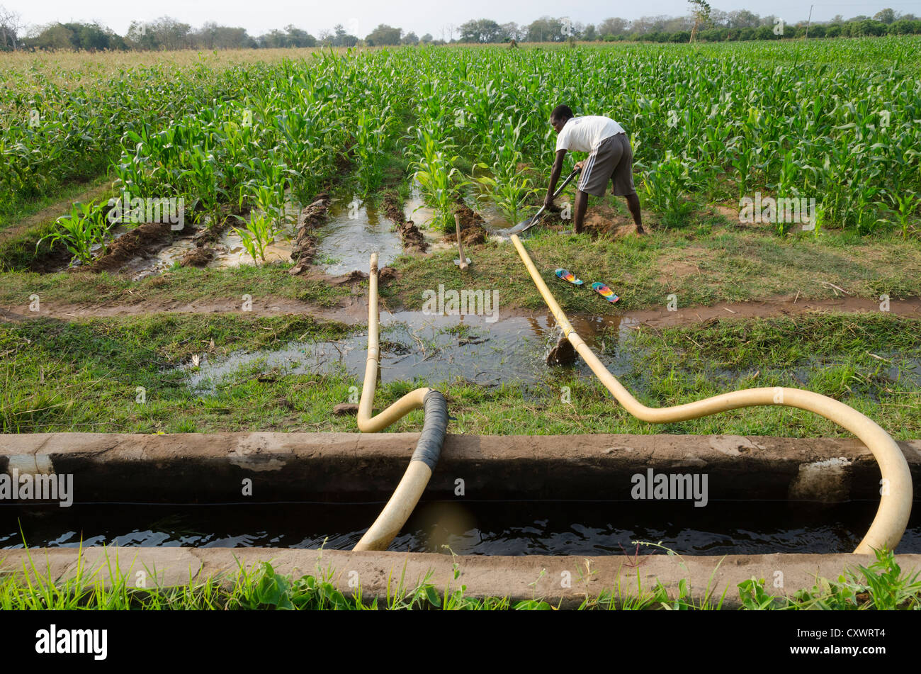 Buleya Malima Genossenschaft. Wirtschaftender Landwirt Bewässerung seines Fachs mit kooperative Infrastruktur. Sambia. Stockfoto