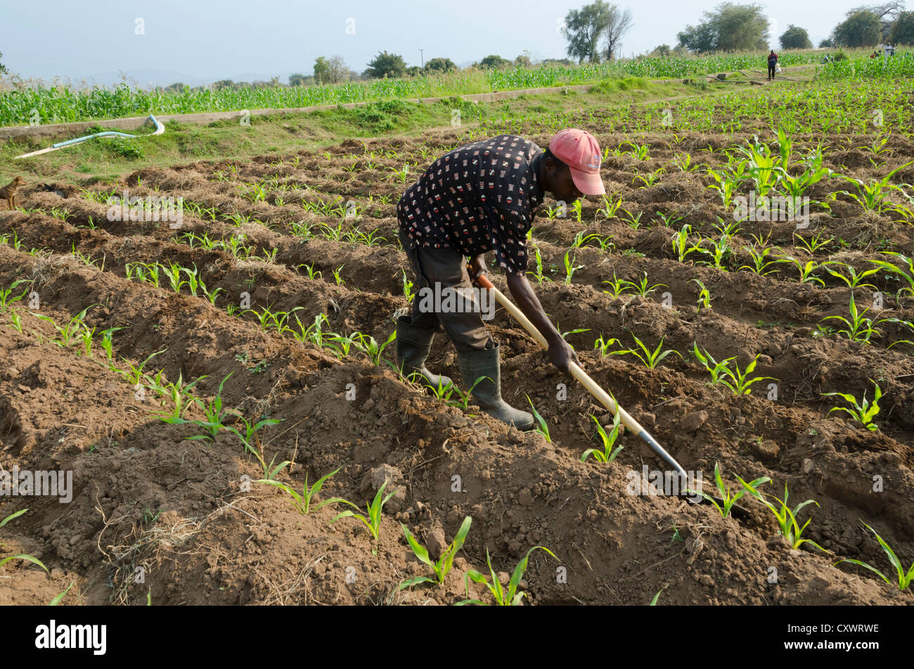 Buleya Malima Genossenschaft. Wirtschaftender Landwirt Bewässerung seines Fachs mit kooperative Infrastruktur. Sambia. Stockfoto