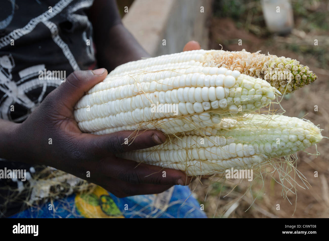 Buleya Malima Genossenschaft. Kind hält frisch gepflückt Maiskolben. Sambia. Stockfoto