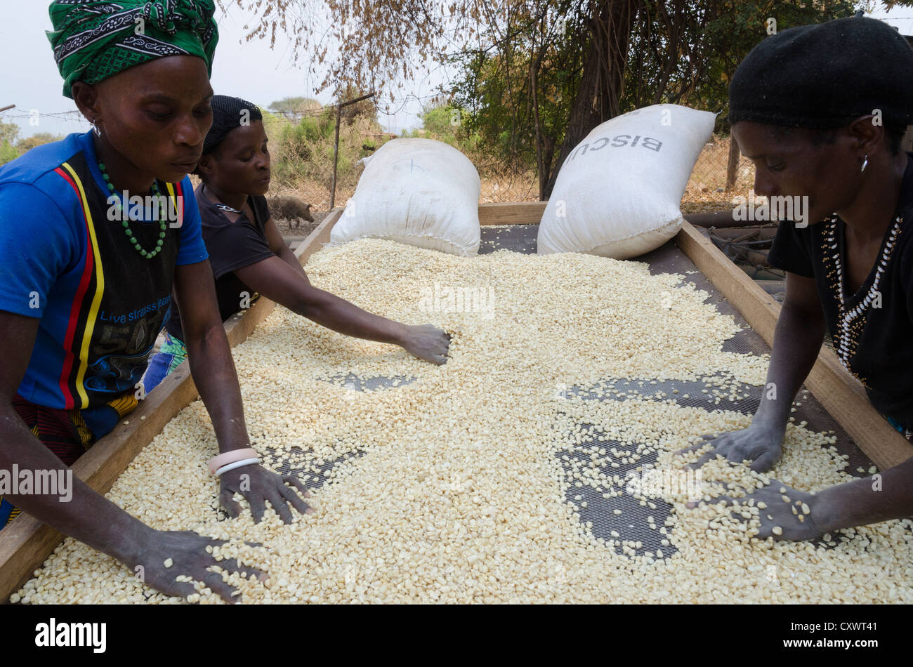 Buleya Malima Genossenschaft. Frauen sortieren Mais. Sambia. Stockfoto