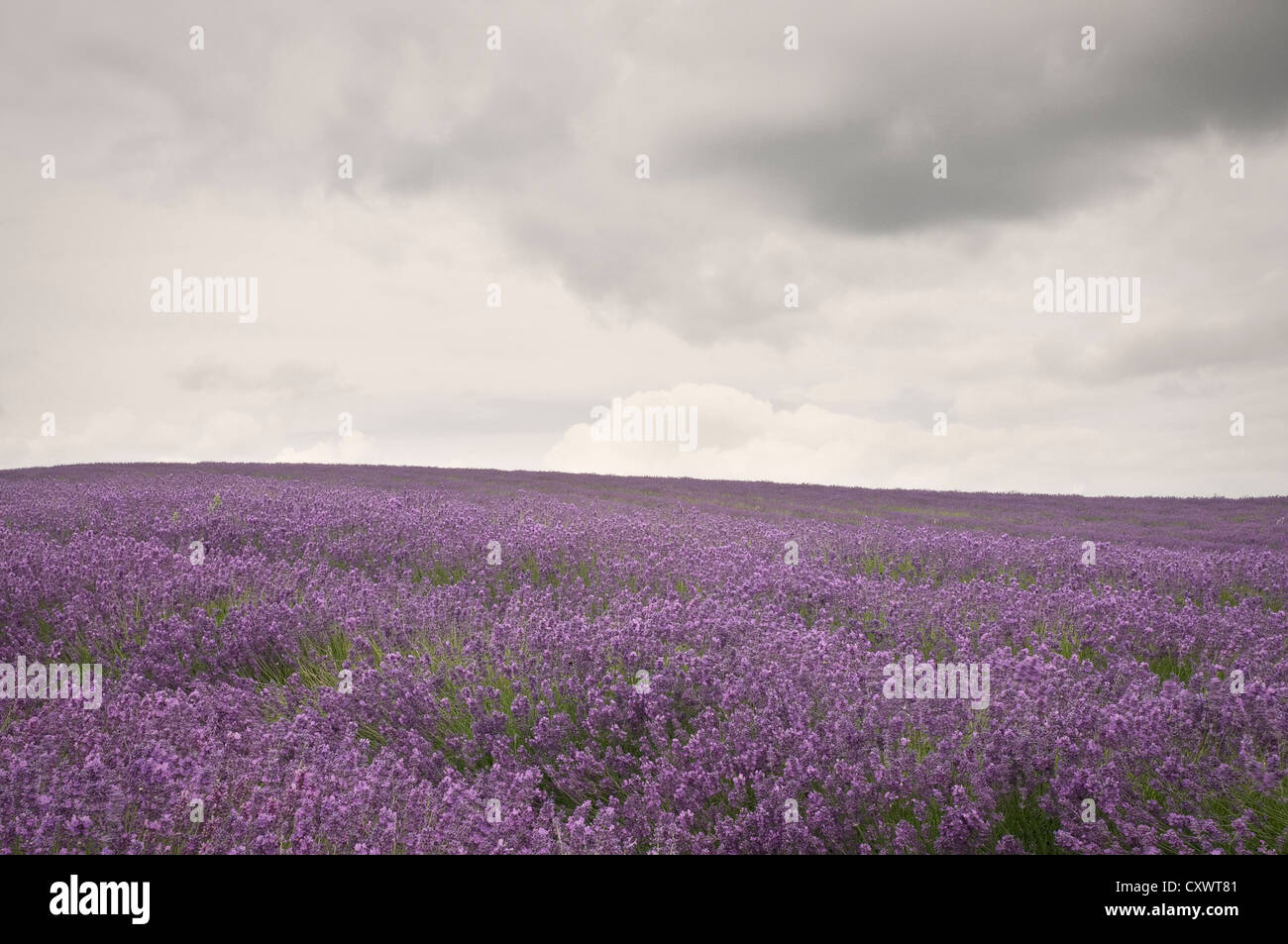 Bereich der lila Blumen unter bewölktem Himmel Stockfoto