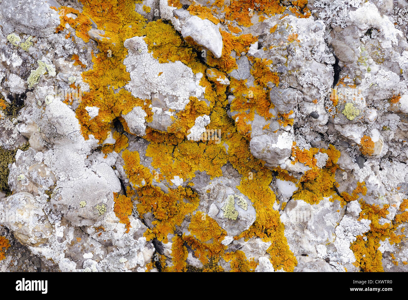 roten Flechten auf den grauen Stein Hintergrund; zentraler Bestandteil im Fokus Stockfoto