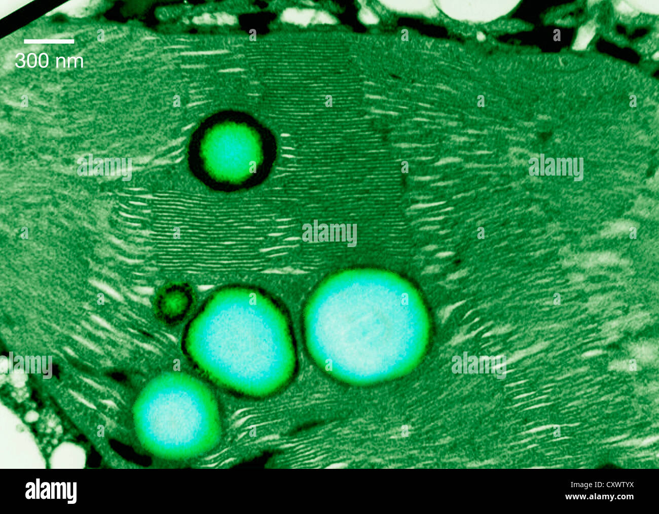 Transmission Electron Schliffbild von einem Chloroplasten Stockfoto