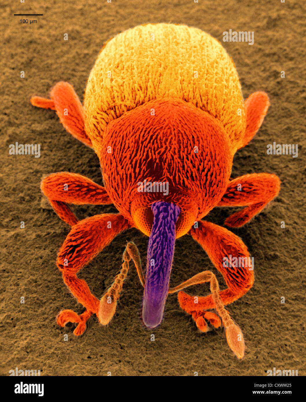 Scanning Electron Schliffbild eines Käfers Schnauze Stockfoto
