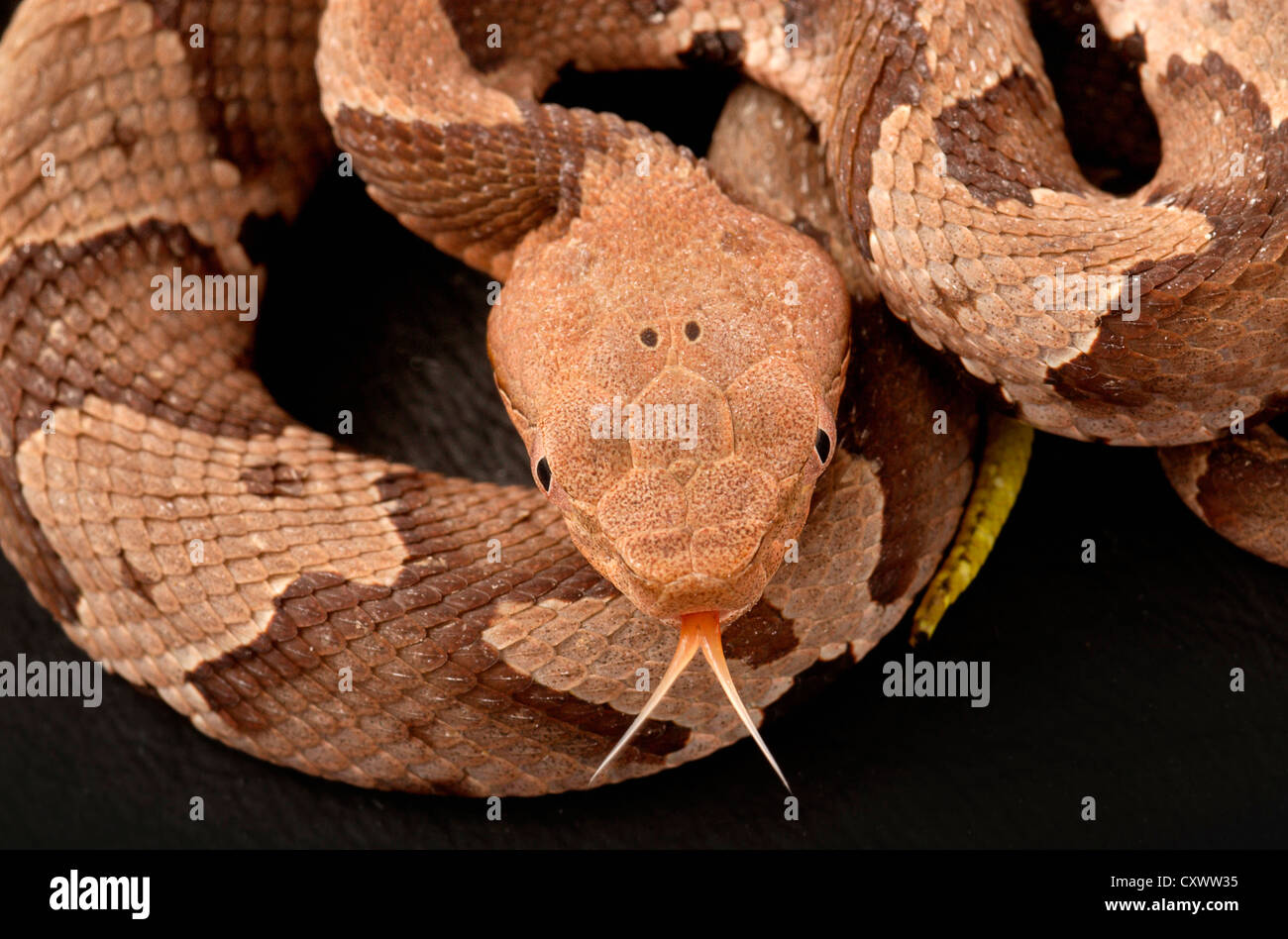 Südlichen Copperhead Schlange, Agkistrodon contortrix Stockfoto