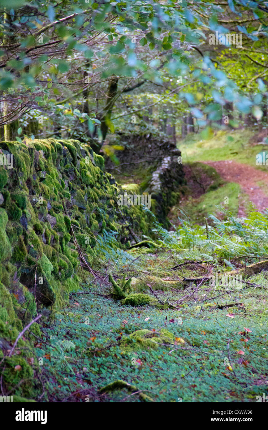 Glentrool Wald Weg - Galloway Forest - Schottland Stockfoto