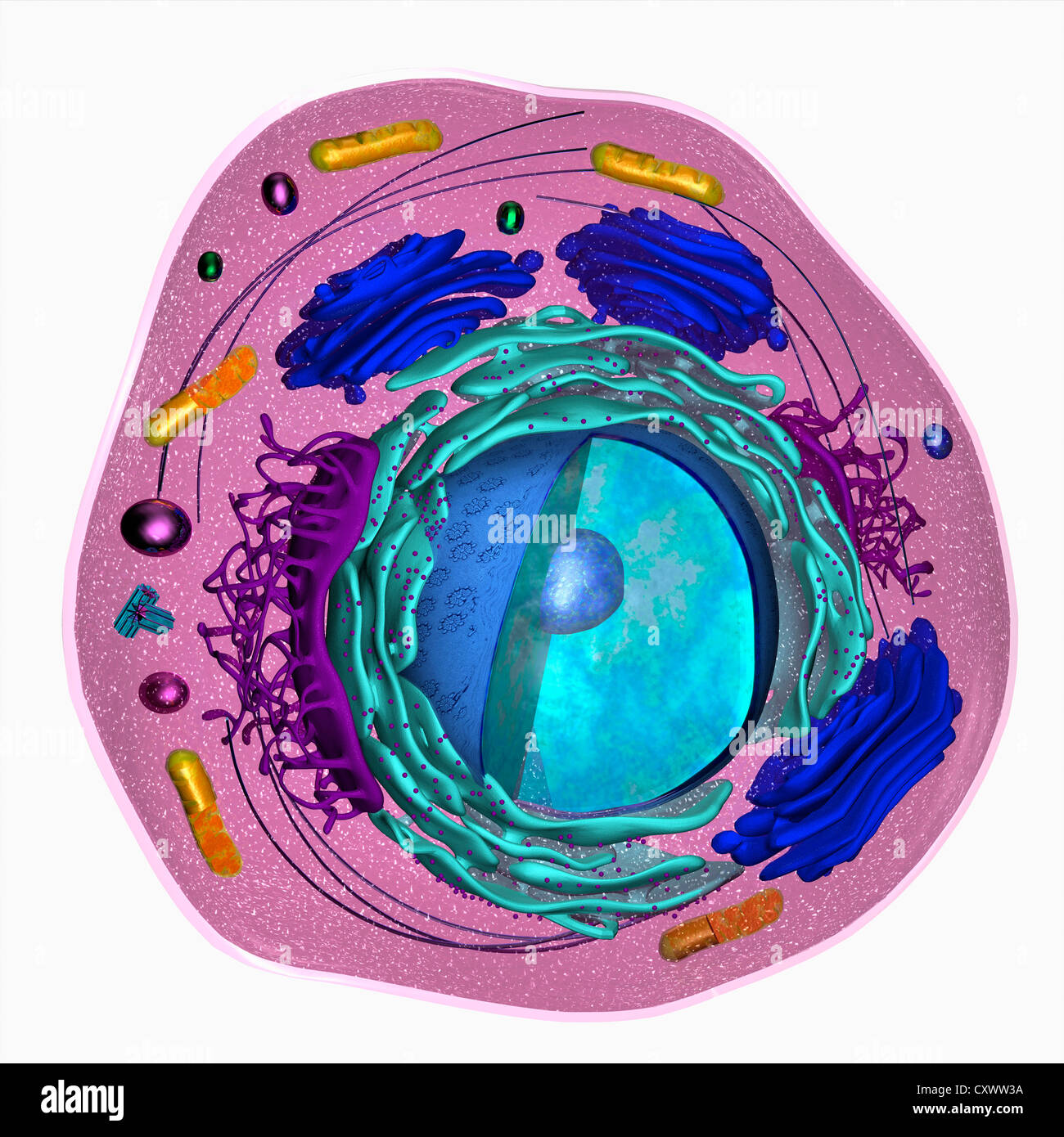 3D-Modell einer eukaryotischen Zelle Stockfoto