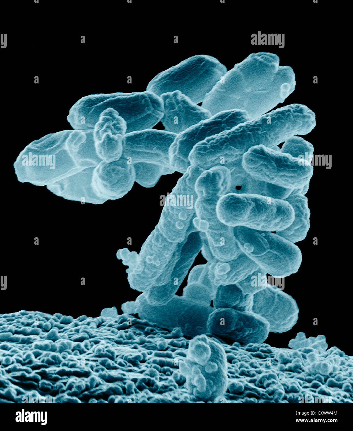 SEM aus einem Cluster von E. Coli-Bakterien Stockfoto