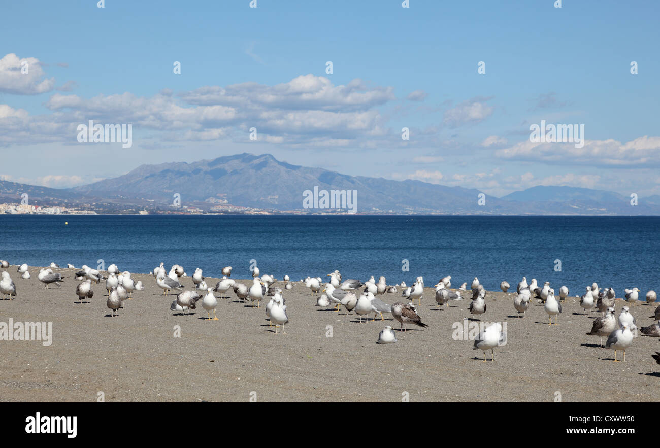 Möwen am Strand. Costa Del Sol, Andalusien Spanien Stockfoto