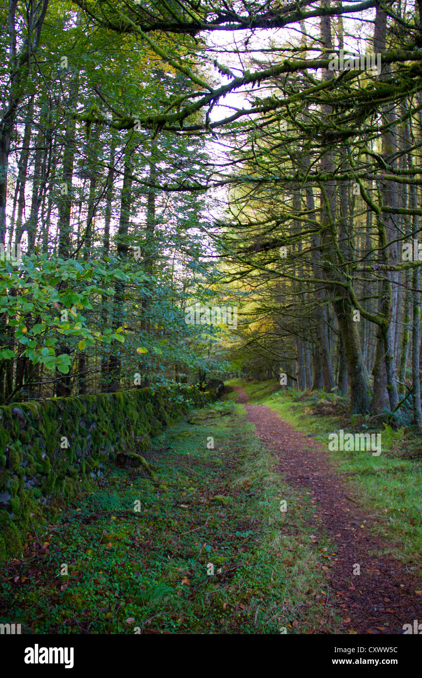 Glentrool Wald Weg - Galloway Forest - Schottland Stockfoto