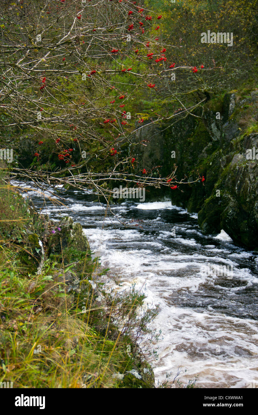Wasser, das fließt in River Cree in Galloway Forest, mit Rounberries Baum in Schottland Minnoch Stockfoto