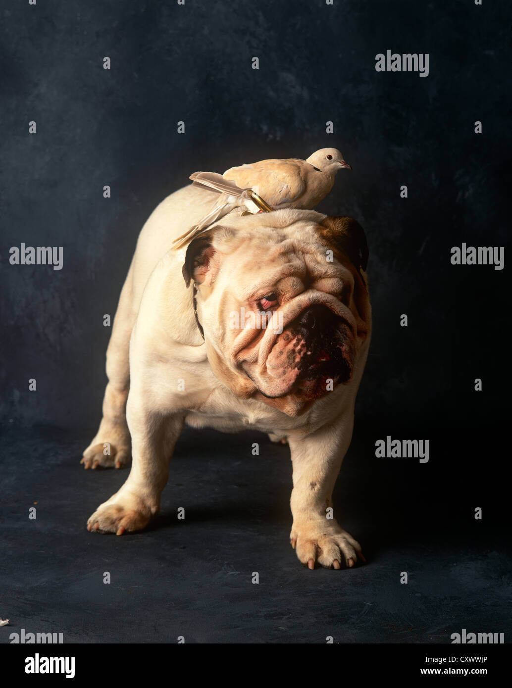 Britische Bulldogge mit einer Taube auf den Rücken Stockfoto