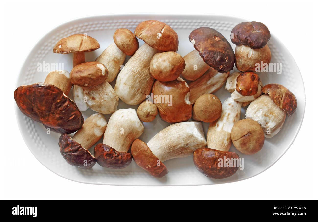 Gereinigte junge Herbst Boletus isoliert auf weißem Hintergrund Stockfoto