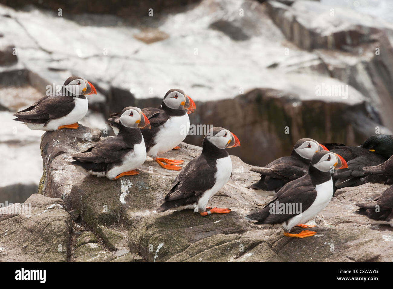 Eine Gruppe von Papageientauchern ruht auf Felsen bei windigem Wetter Stockfoto