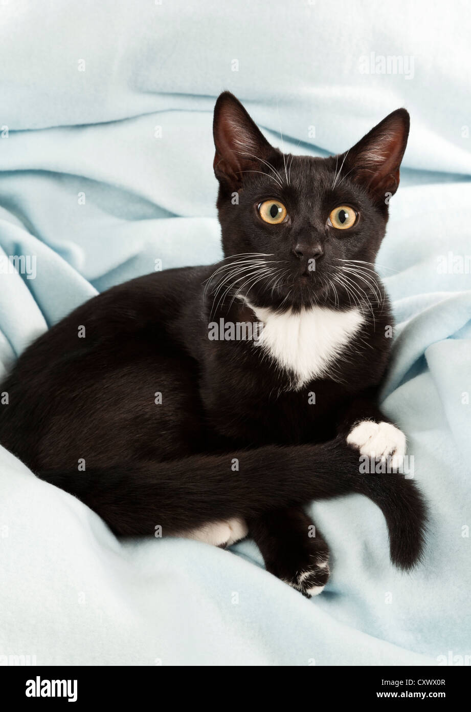 Eine junge schwarze und weiße Hauskatze liegen in einem Pastell blau Decke Stockfoto