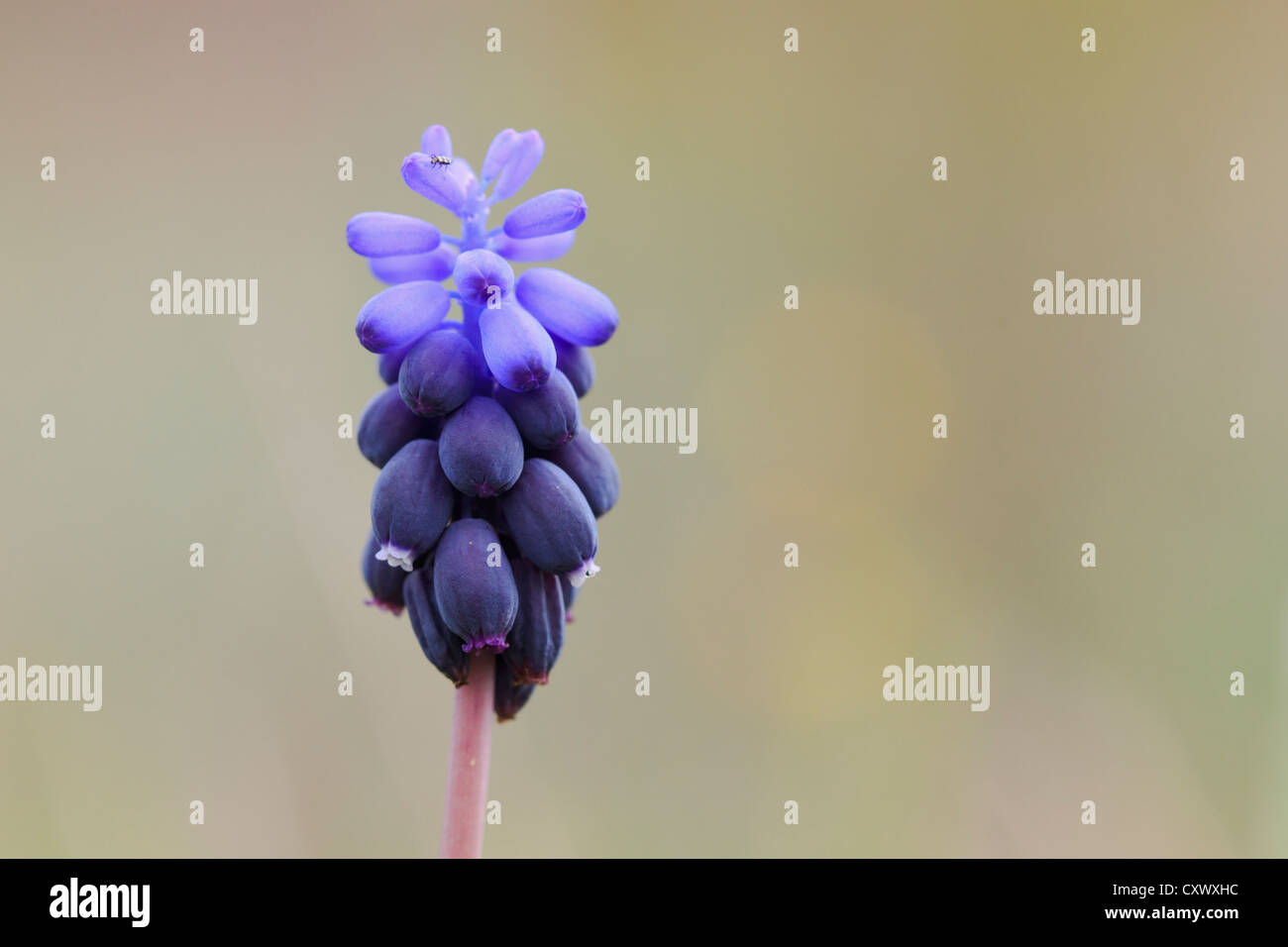 Grape Hyacinth (Muscari Neglectum) in Blüte. Lleida. Katalonien. Spanien. Stockfoto