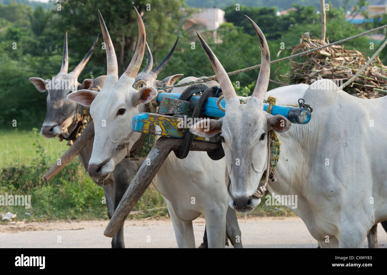 Zebu-rinder ziehen zwei indischen Ochsenkarren in den ländlichen indischen Landschaft. Andhra Pradesh, Indien Stockfoto