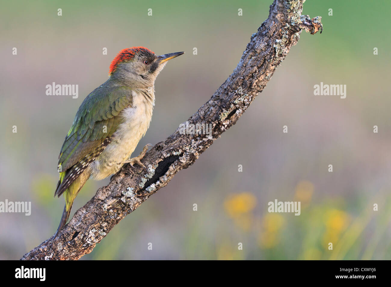 Iberische Grünspecht (Picus Sharpei) weiblich thront auf Zweig. Provinz Lleida. Katalonien. Spanien. Stockfoto