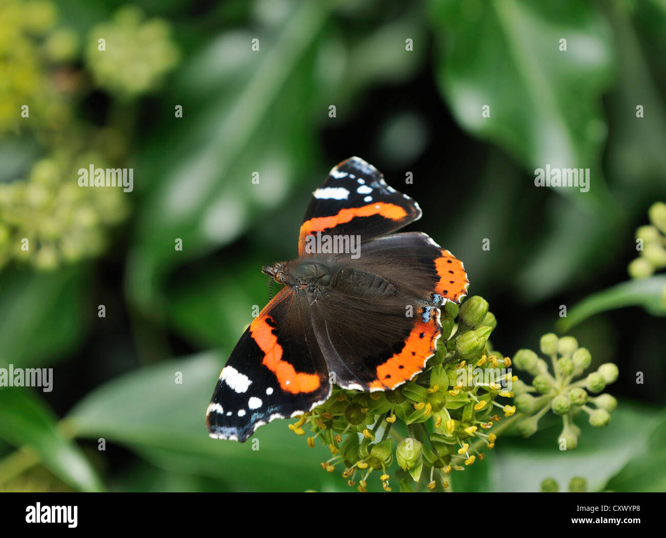 Red Admiral Schmetterling auf Ivy Blumen - Vanessa atalanta Stockfoto