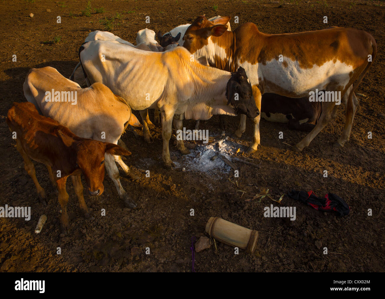 Bodi-Stamm Vieh, Hana Mursi, Omo-Tal, Äthiopien Stockfoto