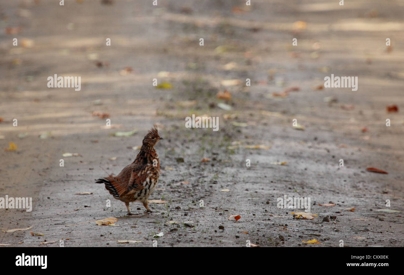 Ein Ruffed Grouse zu Fuß über eine unbefestigte Straße. Stockfoto