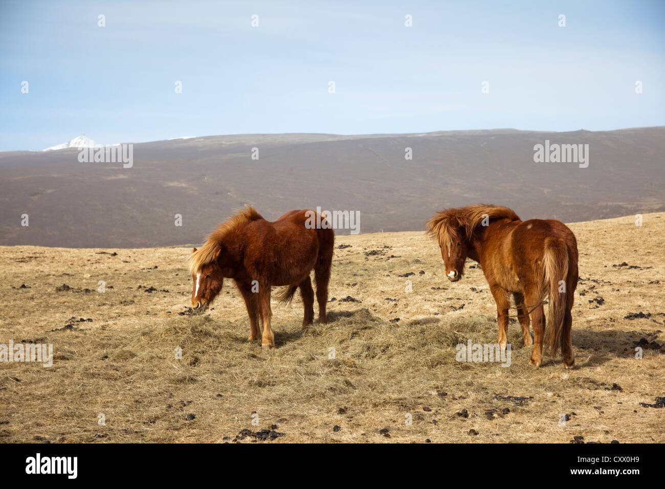 Islandpferde, Island Stockfoto