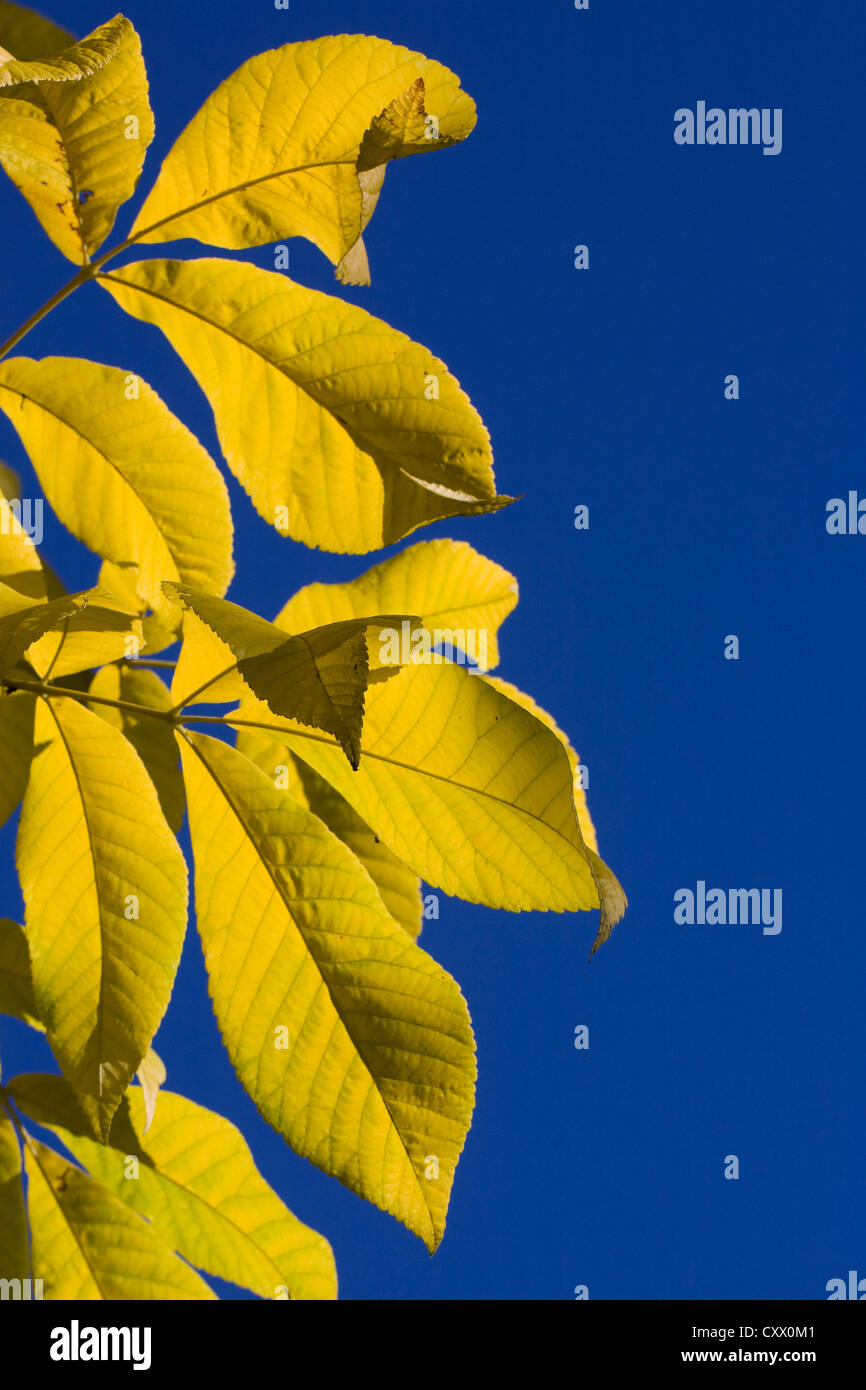Carya SP. Blätter Autumnal Hickory-Baum vor einem blauen Himmel. Stockfoto