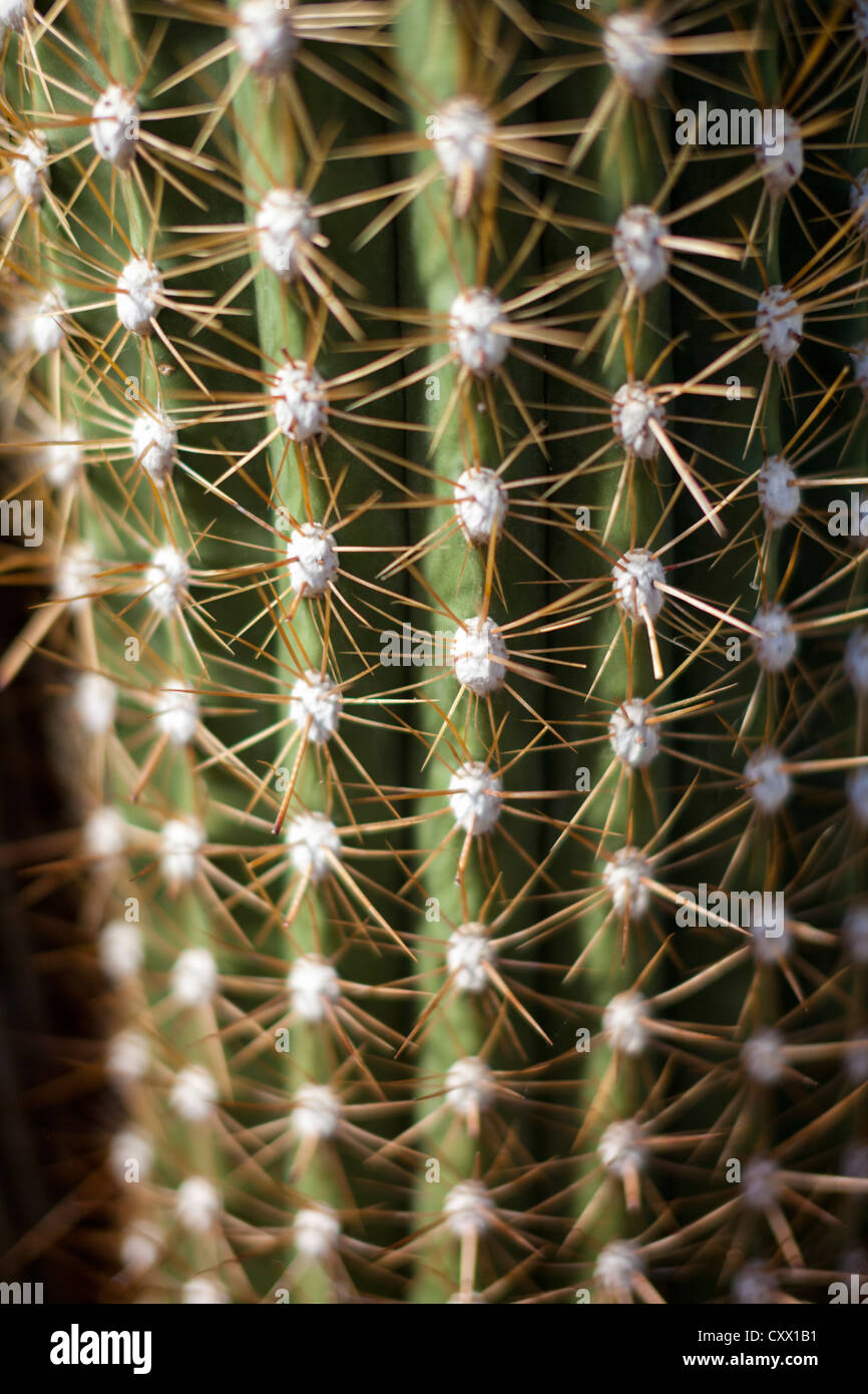 Kaktus - Echinopsis Atacamensis - Nahaufnahme Detail der Stacheln Stockfoto