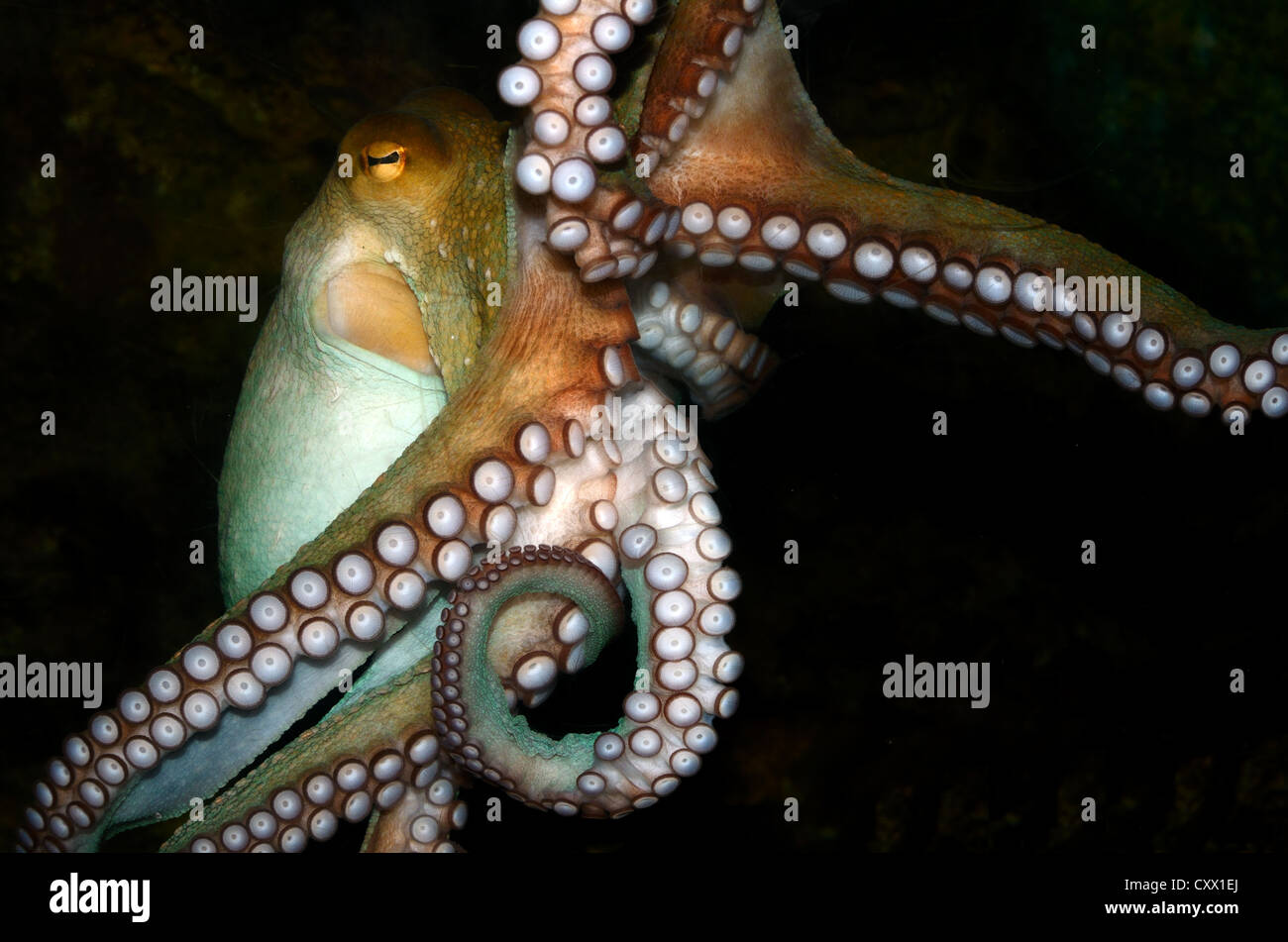 Gemeinsame Krake, Octopus vulgaris Stockfoto