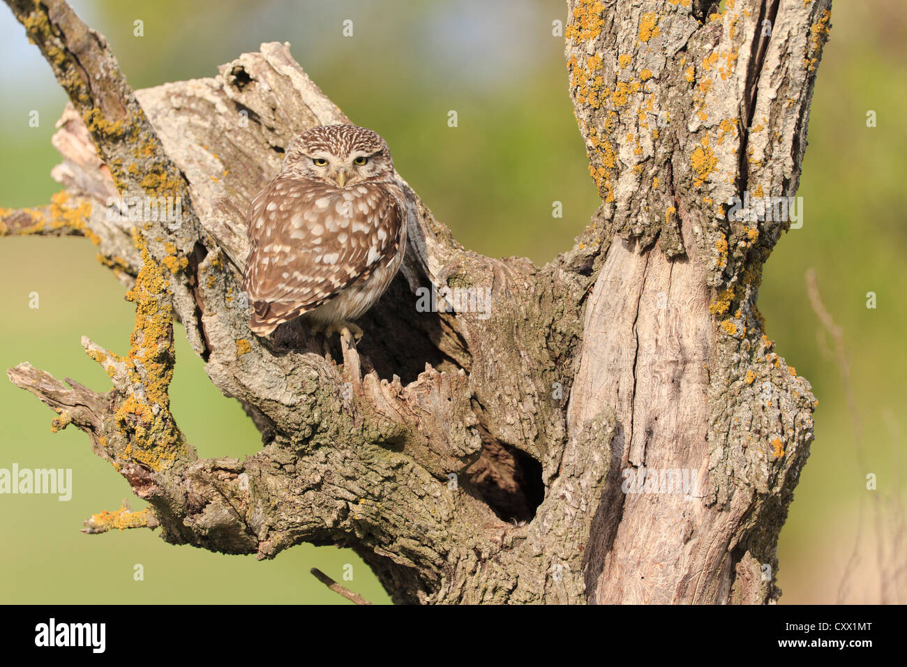 Steinkauz (Athene Noctua) auf Barsch außerhalb Nest Loch. Lleida. Katalonien. Spanien. Stockfoto