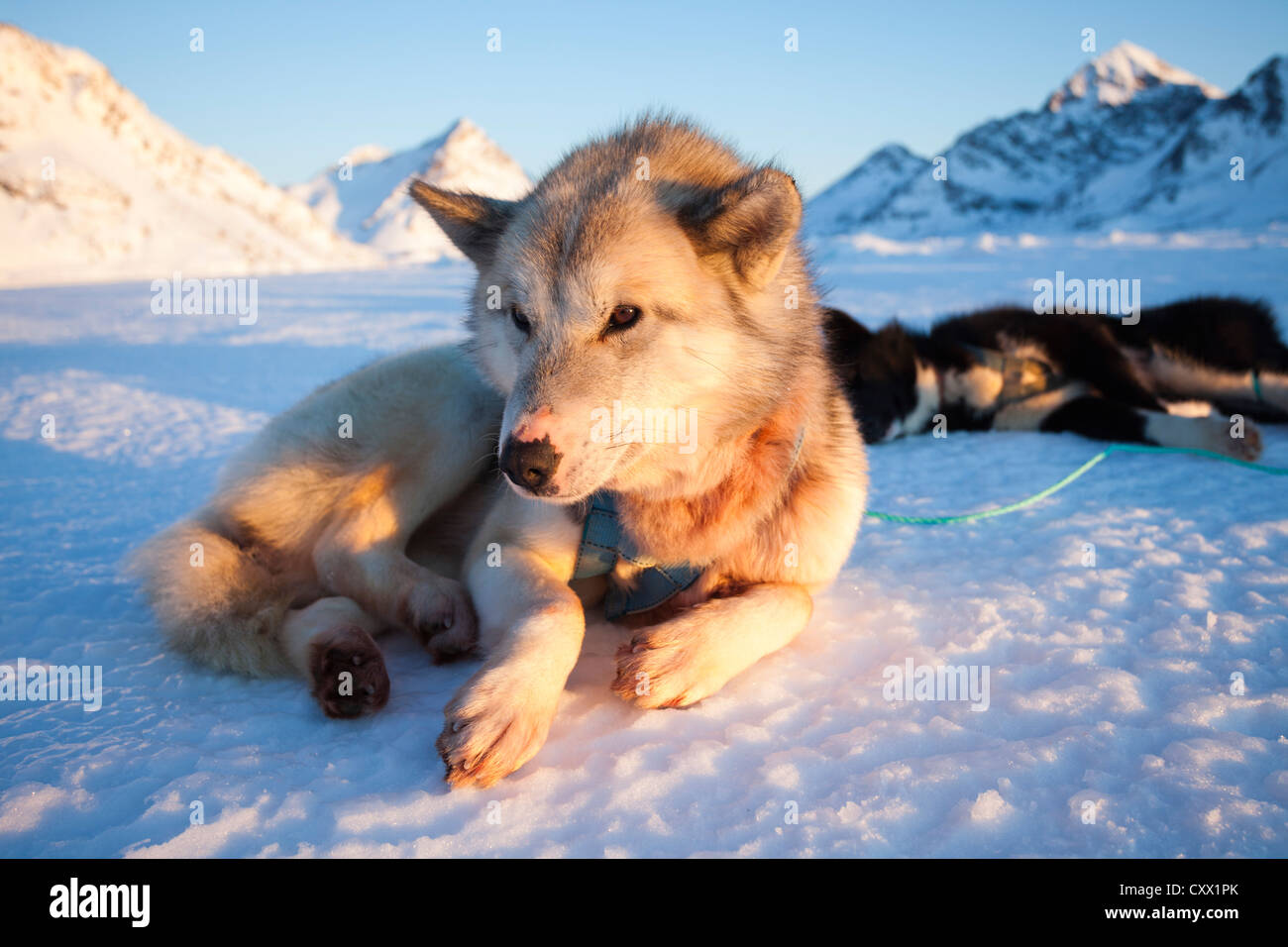 Husky Hund ruht in Grönland Stockfoto