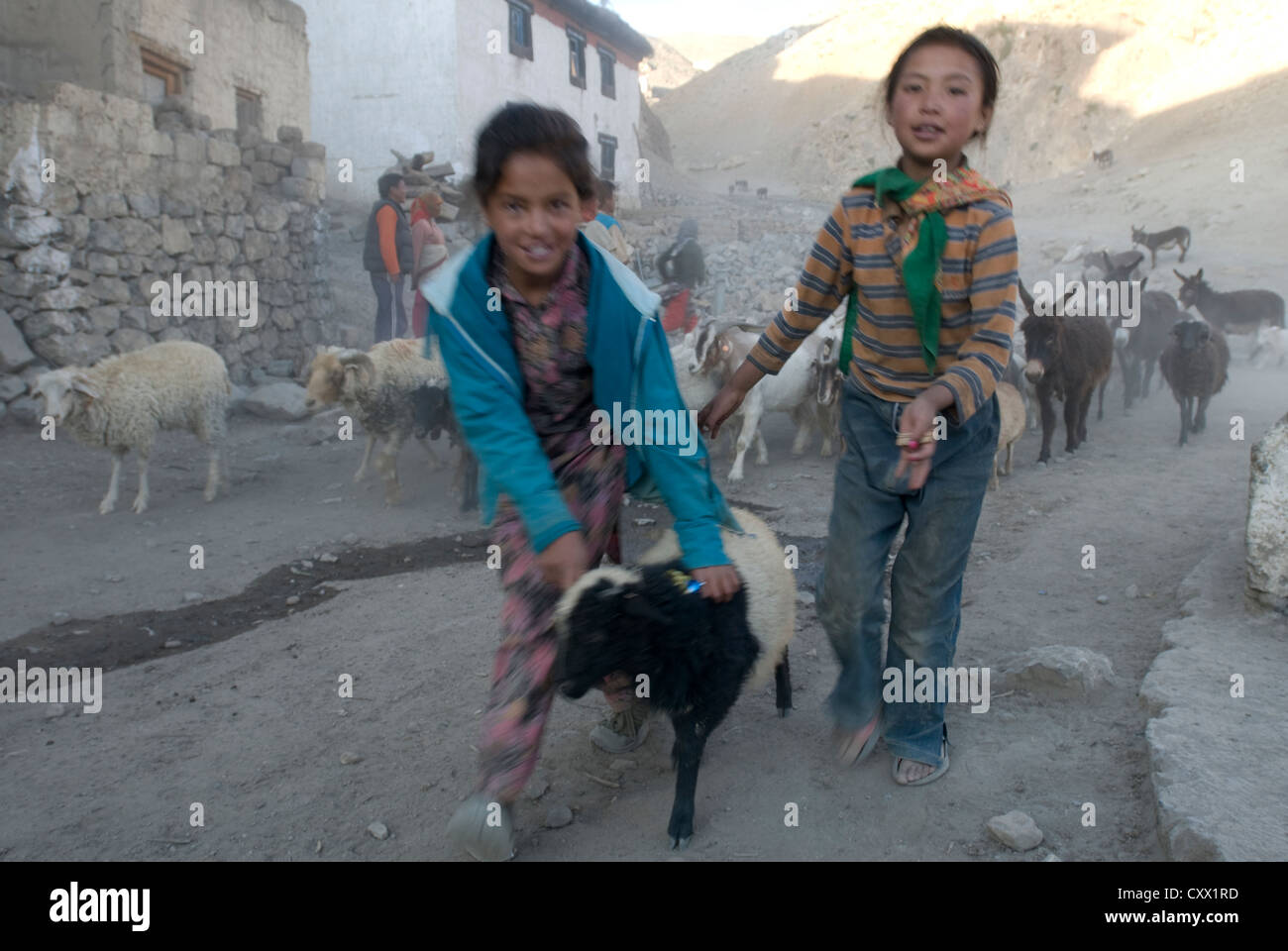 Zwei Mädchen helfen mit Hüten Tiere Rückkehr aus Weiden im Dorf Kibber, Spiti, Nordindien Stockfoto